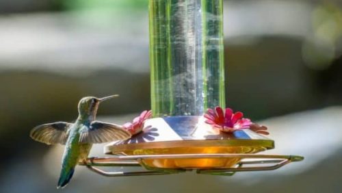 How To Clean Hummingbird Feeders The Crown Choice