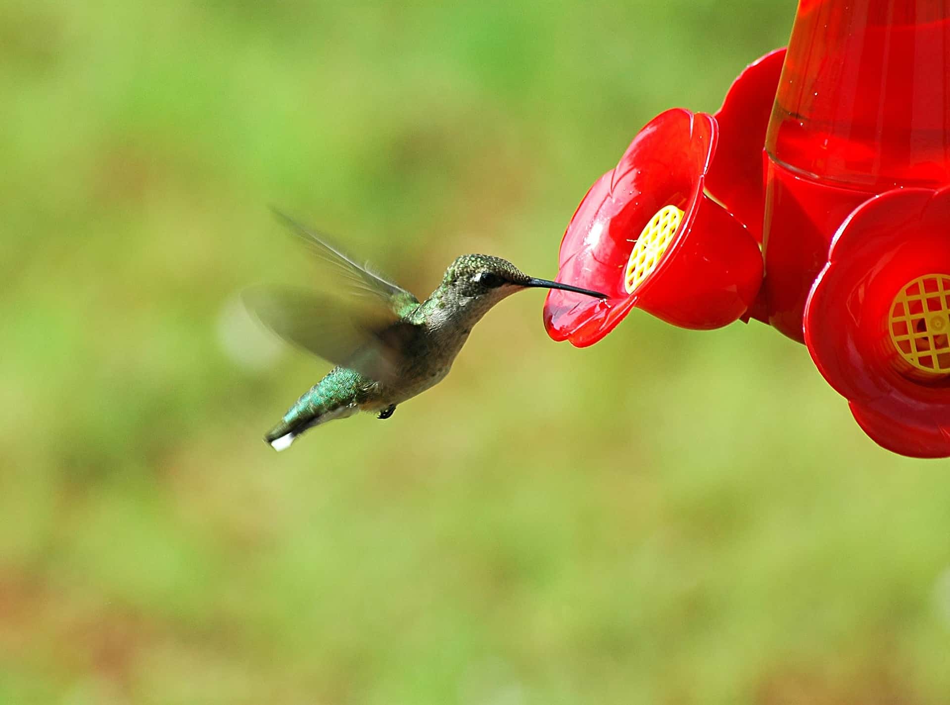 How to Clean Hummingbird Feeders THE CROWN CHOICE